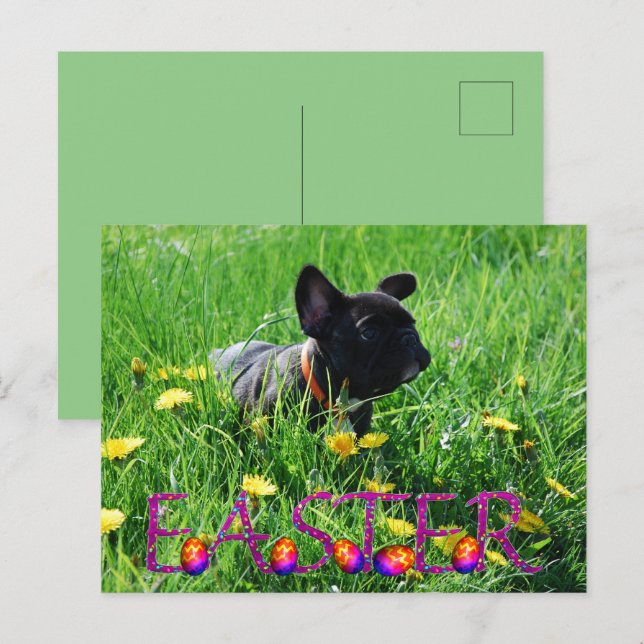 Easter card French Bulldog postcard (Front/Back)