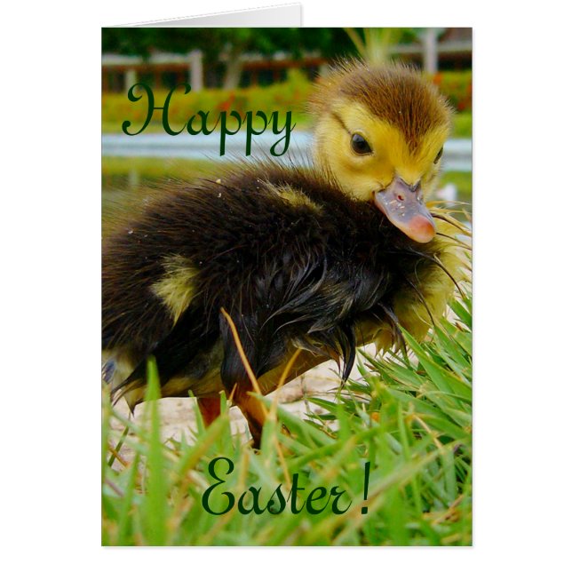 Easter Chick (Front)