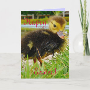 Easter Chick Holiday Card