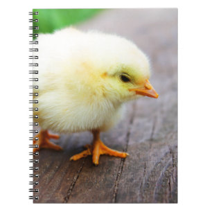 Easter Chick Notebook