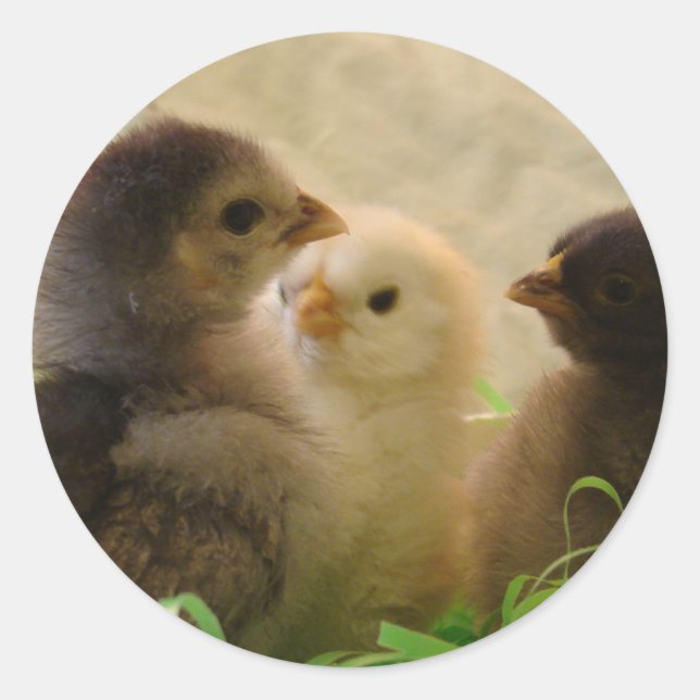 Easter Chickens Classic Round Sticker (Front)