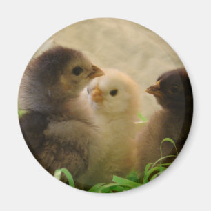 Easter Chickens Magnet