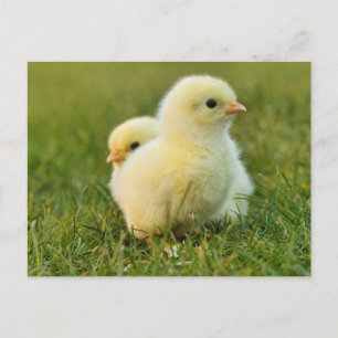 Easter Chicks Spring Postcard