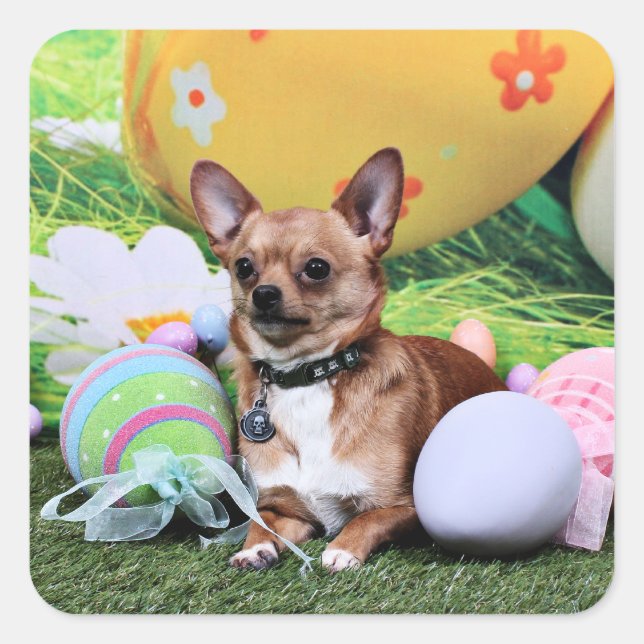 Easter - Chihuahua - Rambo Square Sticker (Front)