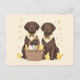 Easter Chocolate Labrador Retriever Dogs Holiday Postcard