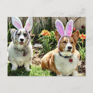 Easter Corgis Holiday Postcard