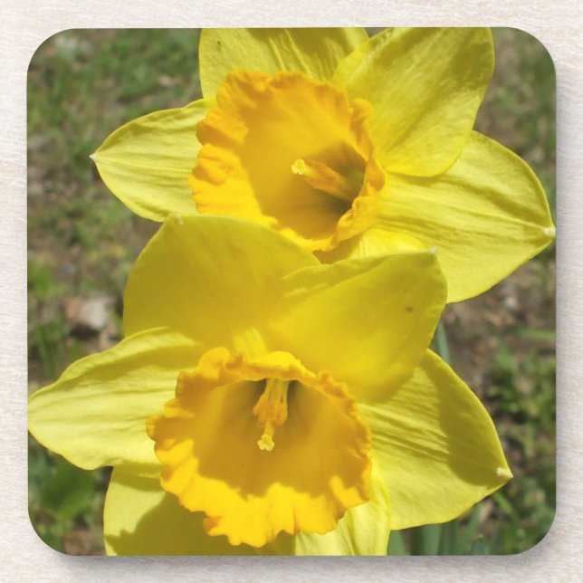 Easter  Daffodils Cork Coaster (Front)