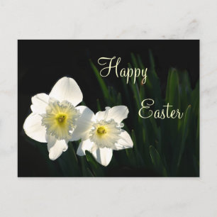Easter daffodils holiday postcard