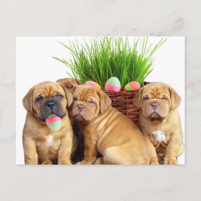 Easter Dogue de Bordeaux pups Holiday Postcard (Front)