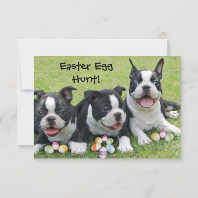 Easter Egg Hunt Boston Terrier Dogs  invitations (Front)