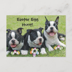 Easter Egg Hunt Boston Terrier Dogs invitations