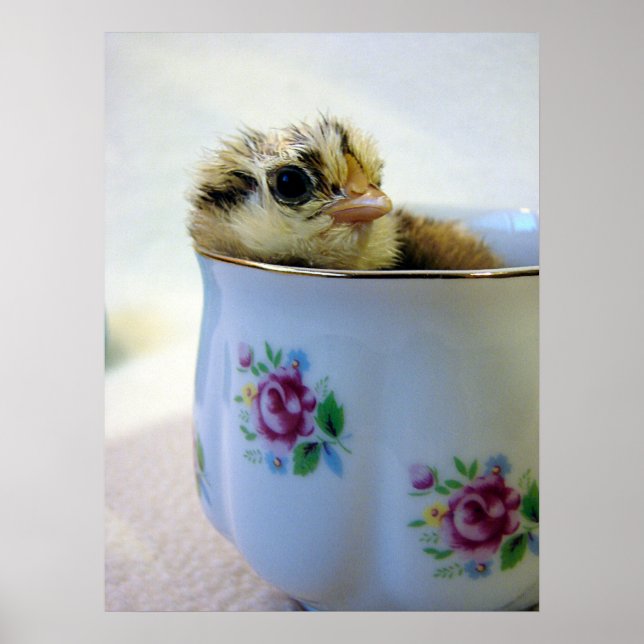 Easter Egger Chick in Cup Poster (Front)
