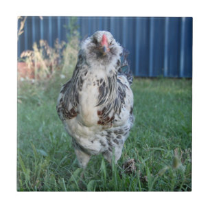 Easter Egger Rooster Ceramic Tile