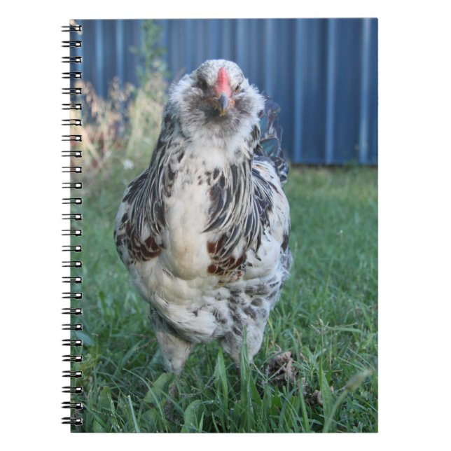 Easter Egger Rooster Notebook (Front)