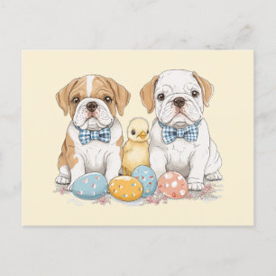 Easter English Bulldogs Holiday Postcard