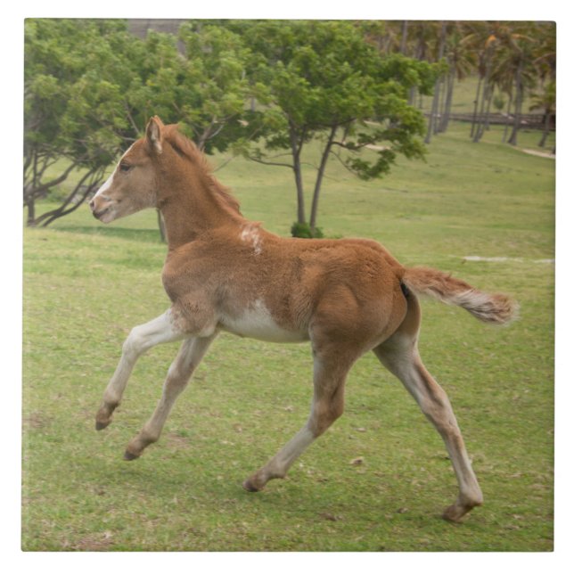 Easter Island aka Rapa Nui Ceramic Tile (Front)