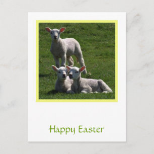 Easter Lambs Postcard