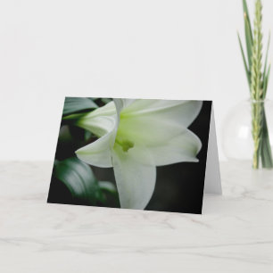 Easter Lily • Greeting Card
