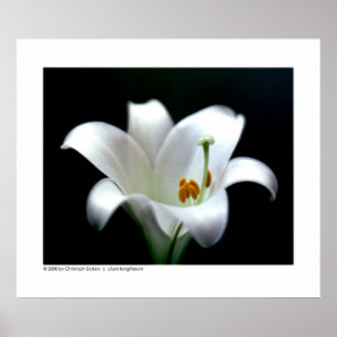 Easter lily   Lilium longiflorum Poster