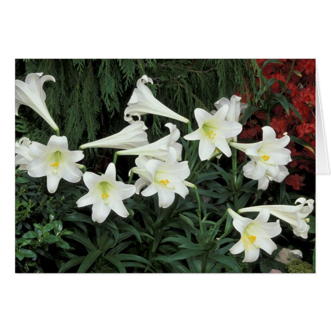 Easter Lily (Lilium regale) (Front Horizontal)
