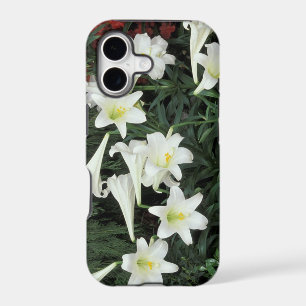 Easter Lily (Lilium regale)