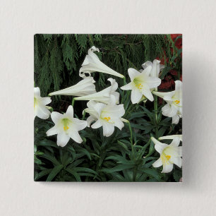 Easter Lily (Lilium regale) 15 Cm Square Badge