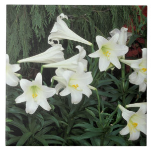 Easter Lily (Lilium regale) Ceramic Tile