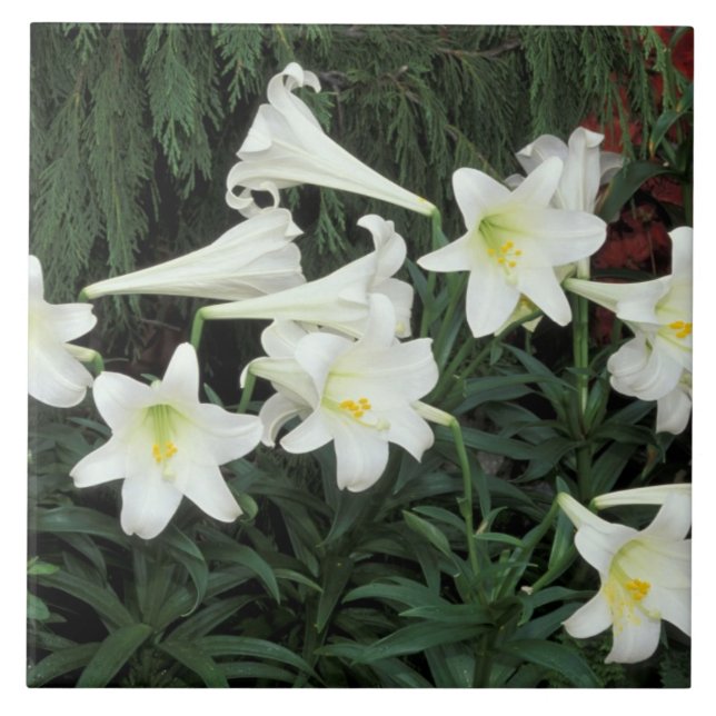 Easter Lily (Lilium regale) Ceramic Tile (Front)