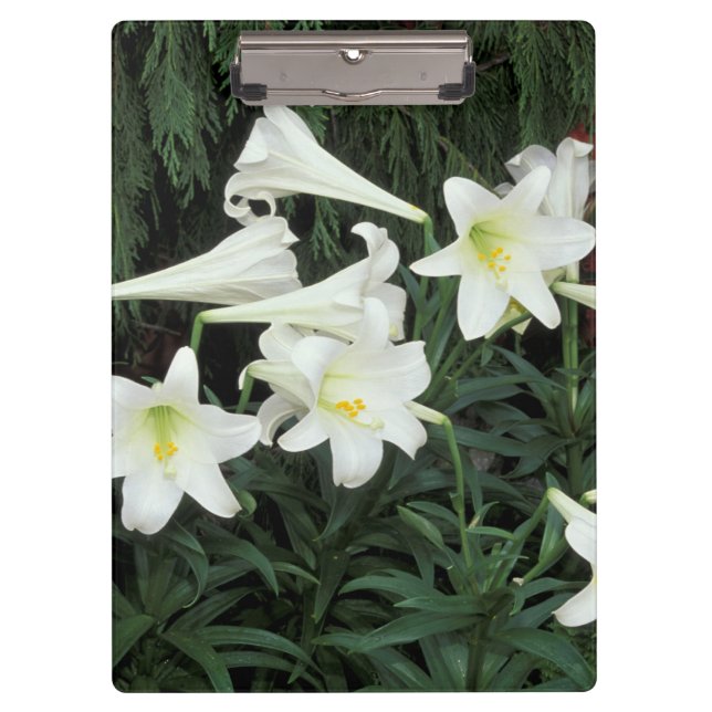 Easter Lily (Lilium regale) Clipboard (Front)
