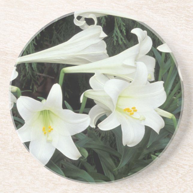 Easter Lily (Lilium regale) Coaster (Front)