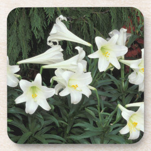 Easter Lily (Lilium regale) Coaster