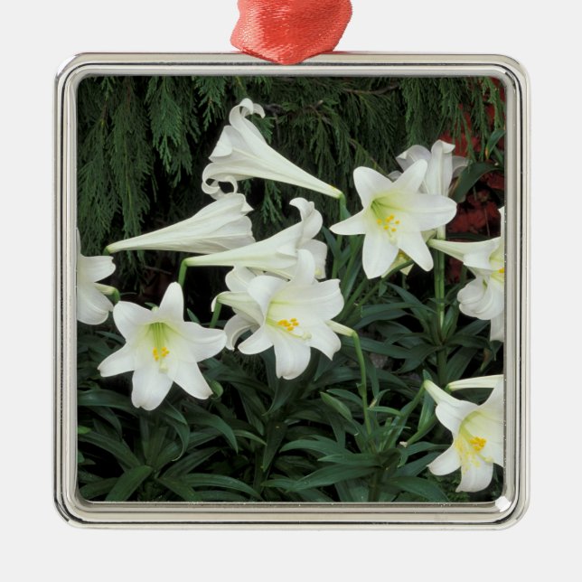 Easter Lily (Lilium regale) Metal Tree Decoration (Front)