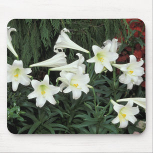 Easter Lily (Lilium regale) Mouse Pad
