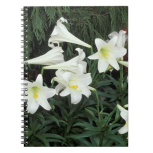 Easter Lily (Lilium regale) Notebook