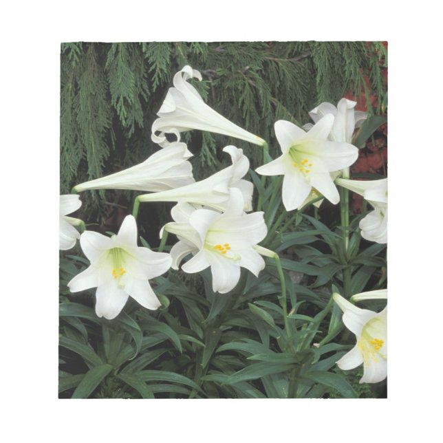 Easter Lily (Lilium regale) Notepad (Front)