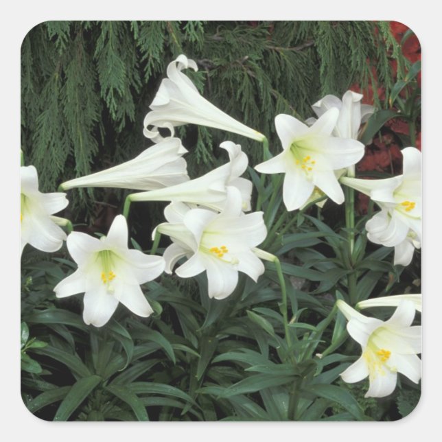 Easter Lily (Lilium regale) Square Sticker (Front)
