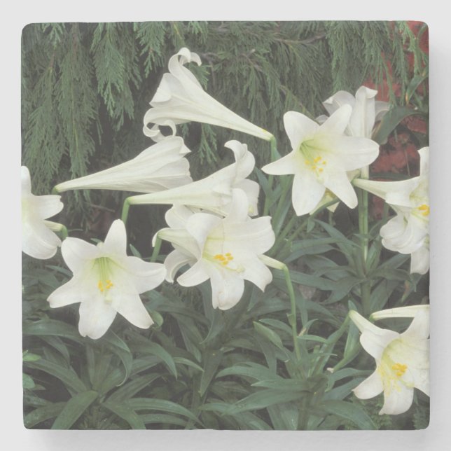Easter Lily (Lilium regale) Stone Coaster (Front)