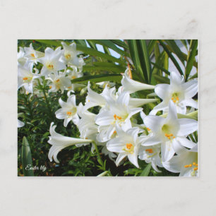 Easter lily [Postcard] ポストカード Postcard