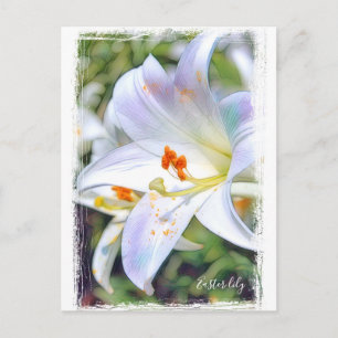 Easter lily [Postcard] ポストカード Postcard