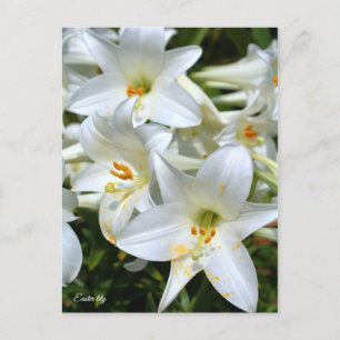 Easter lily [Postcard] ポストカード Postcard