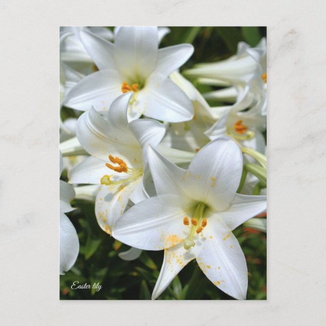 Easter lily [Postcard] ポストカード Postcard (Front)