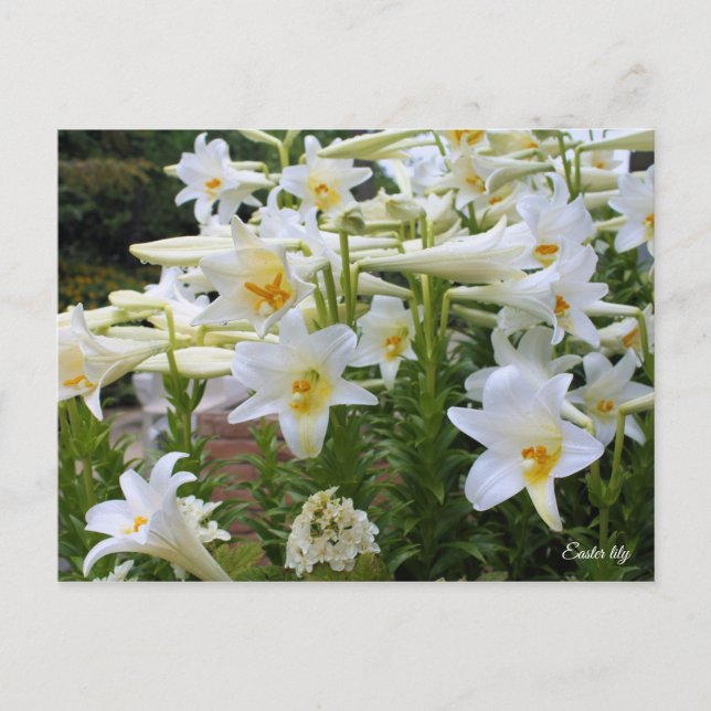 Easter lily [Postcard] ポストカード Postcard (Front)