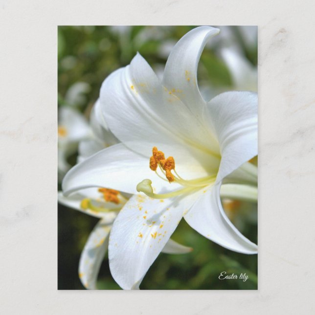 Easter lily [Postcard] ポストカード Postcard (Front)