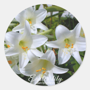 Easter lily [Round Seal] ラウンドシール Classic Round Sticker