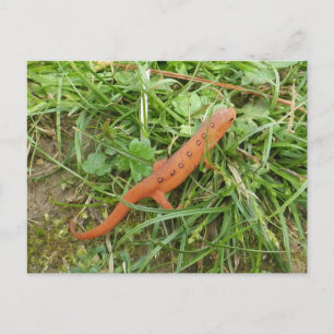 Easter Newt Eft postcard