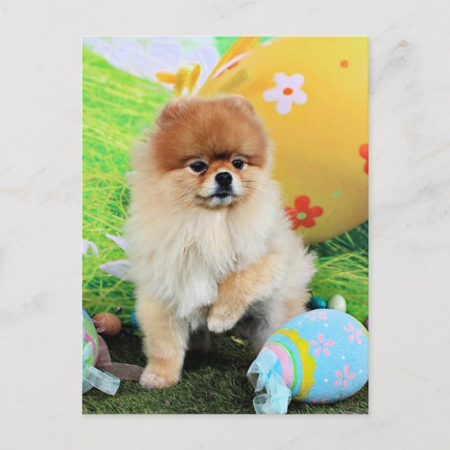Easter - Pomeranian - Dexter Holiday Postcard (Front)