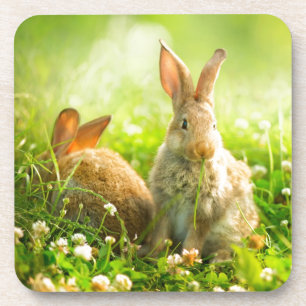 Easter Rabbits Coaster