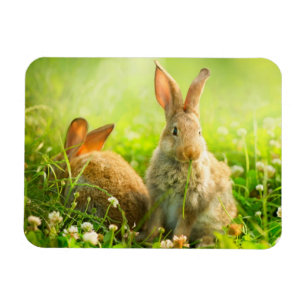 Easter Rabbits Magnet