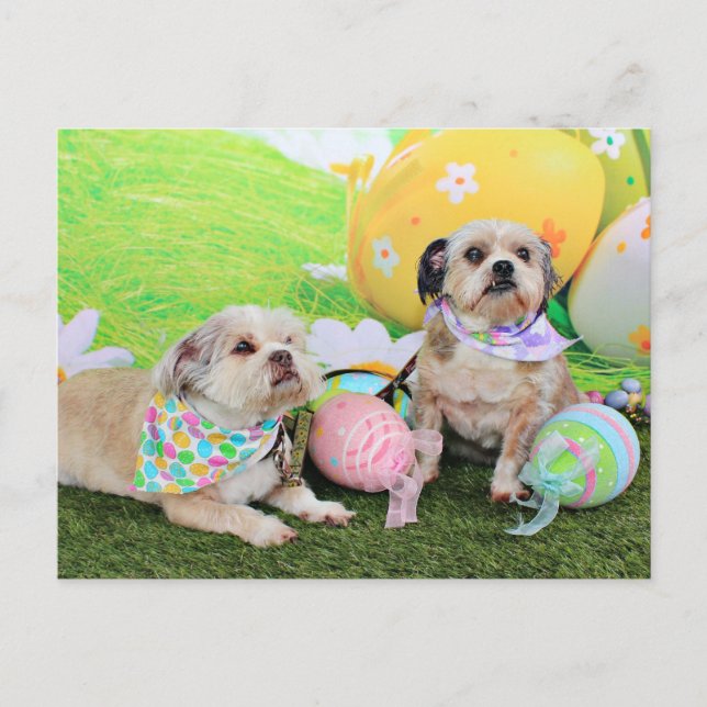 Easter - Shih Tzu - Clementine and Winston Holiday Postcard (Front)