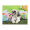 Easter - Shih Tzu - Sophie